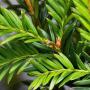 English Yew (Taxus baccata) foliage close up