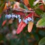Berberis Wintergreen (Berberis julianae) Berries Close Up