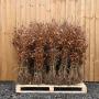 (Fagus Sylvatica) Beech 120/150cm bare root x 100