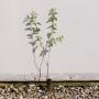(Prunus spinosa) Blackthorn 30/50cm Cell grown