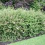White Potentilla (Potentilla Abbotswood) Full Hedge