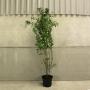 (Ligustrum ovalifolium) Common Privet 150/175cm 12L pot