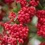 Firethorn 'Dart's Red' Close Up with autumnal berries