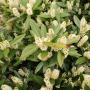 Compact Laurel (Prunus laurocerasus Otto Luyken) Flowers