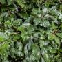 Beech (Fagus sylvatica) leaf close up