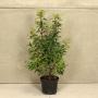 (Prunus Lusitanica angustifolia) Portuguese Laurel 60/90cm 5L pot