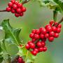 English Holly (Ilex Aquifolium) Berries Close Up