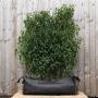(Prunus Lusitanica angustifolia) Portuguese Laurel 40L 80/100cm 1 Metre trough