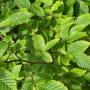 Hornbeam (Carpinus Betulus) Leaves
