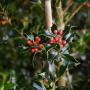 English Holly (Ilex Aquifolium) Dark Leaves Berries