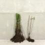 (Ligustrum vulgare) Wild Privet 40/60cm bare root