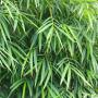 Green Bamboo (Phyllostachys Bissetii) Hedge Close up