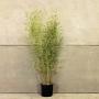 (Phyllostachys Auerocaulis)  Golden Bamboo 120/150cm 10L pot x 10