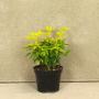 (Choisya ternata "Sundance") Golden Mexican Orange Blossom 15/20cm 2L pot