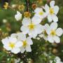 White Potentilla (Potentilla Abbotswood) Flowers and Stem