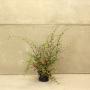 (Cotoneaster franchetii) Franchet's Cotoneaster 60/90cm 4L pot
