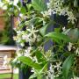 Star Jasmine (Trachelospermum Jasminoides) Trellis Grown