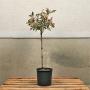 Topiary Mini Standard 25/30cm Head 7L Photinia 'Pink Marble'
