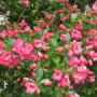 Pink Escallonia (Escallonia Donard Seedling) Full Hedge