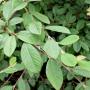 Cotoneaster Lacteus (Late Cotoneaster) Leaf