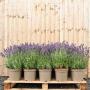(Lavandula angustifolia 'Munstead') English Lavender 10/20cm 2L pot x 50
