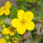 Yellow Potentilla (Potentilla Goldfinger) Flowers