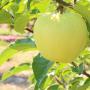 Apple-Tree-Golden-Delicious-Bare-Root