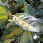 Oleaster Limelight (Elaeagnus x ebbingei Limelight) Single Leaf