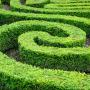 Box Hedge (Buxus sempervirens) Low Maze Hedging