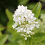 Wild Privet (Ligustrum Vulgare) Flower