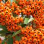 Orange Pyracantha (Firethorn Orange Glow) Berries