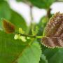 Alder (Alnus Glutinosa) Leaf Close Up