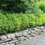 Box Hedge (Buxus sempervirens) Full Hedge Wall