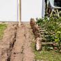 Easy hedge planting - starting pole