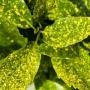 Spotted Laurel (Aucuba japonica Crotonifolia) Yellowing Leaves