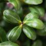Ilex Crenata (Japanese Holly) Leaf Head On