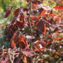 Purple or Copper Beech (Fagus Sylvatica Atropurpurea) Multiple Leaves