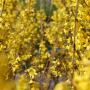 Fosythia (Forsythia Spectabilis Lynwood) Yellow Flowers