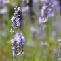 English Lavender (Lavandula Angustifolia Munstead) Pale Flowers