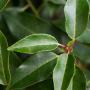 Portuguese Laurel (Prunus lusitanica) Leaf Close Up