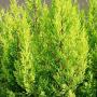 Monterey Cypress Goldcrest (Cupressus macrocarpa Goldcrest) Hedge