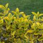 Euonymus Fortunei Emerald n Gold Leaf Close Up Full Hedge