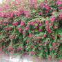 Fuschia Magellanica Full Hedge Side