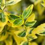 Euonymus Fortunei Emerald n Gold Leaf Close Up Head On