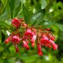Red Escallonia (Escallonia Macrantha Rubra) Flowers Side On