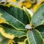 Oleaster Gilt Edge (Elaeagnus x ebbingei Gilt Edge) Leaf Close Up