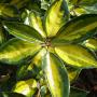 Oleaster Limelight (Elaeagnus x ebbingei Limelight) Yellowing Leaves
