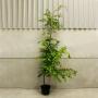 (Carpinus betulus) Hornbeam 175/200cm 10L pot