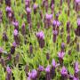 French Lavender (Lavandula stoechas) Flowers Close Up 2