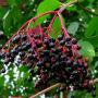Elder (Sambucus Nigra) Berries